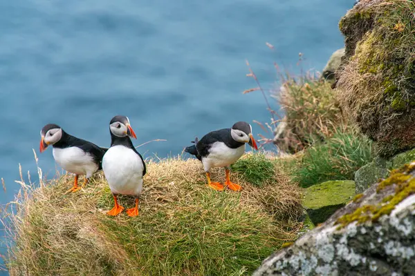 Yaz sonlarında Faroe Adaları 'ndaki martinilerin canlı cazibesini yakalayın. Doğa meraklıları için mükemmel.