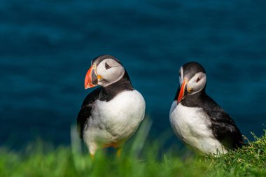 Büyüleyici Faroe Adaları 'ndaki martıların cazibesini yakalayın. Yaz mevsimi yaklaştıkça, güzellikleri gözler önüne seriliyor..
