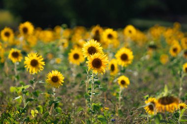 Yaz boyunca Almanya 'daki ayçiçeği tarlasının nefes kesici manzarası, altın çiçekleri ve yemyeşil çiçekleri sergiliyor..