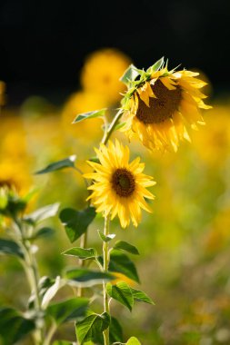 Büyüleyici ayçiçekleri yaz güneşinin tadını çıkarıyor, bir Alman tarlasında güzellikler sergiliyor..