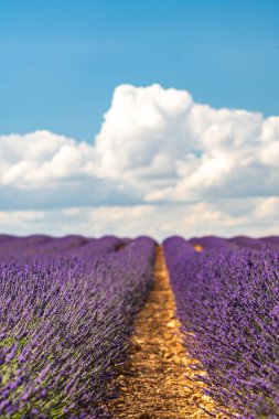 İspanya, Brihuega 'nın büyüleyici lavanta tarlalarını deneyin, açık mavi gökyüzü altında canlı renkler sergiliyor..