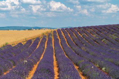 İspanya 'nın Brihuega kentindeki lavanta tarlalarının dingin güzelliğini tecrübe edin. Çarpıcı bir yaz gökyüzü altında canlı mor çiçekler sergiliyor..