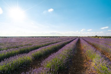 Brihuega, Guadalajara 'da nefes kesici lavanta tarlaları berrak mavi gökyüzü altında canlı mor çiçekler sergiliyor..