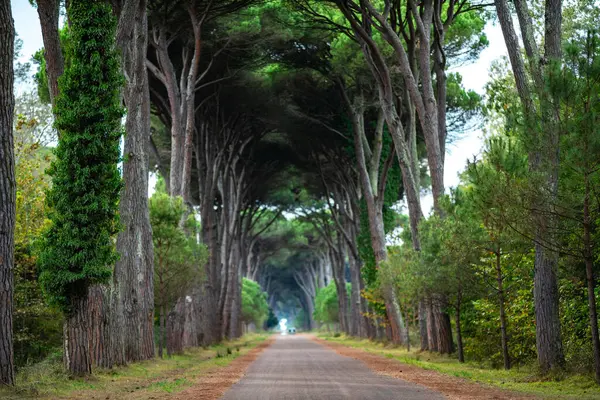 İtalya, Pisa 'da ağaçlarla kaplı bir yol manzarası doğa severler ve seyahat meraklıları için mükemmel..