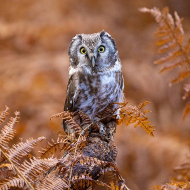 Sıkıcı Baykuş, Aegolius Funereus. Yüksek kalite fotoğraf