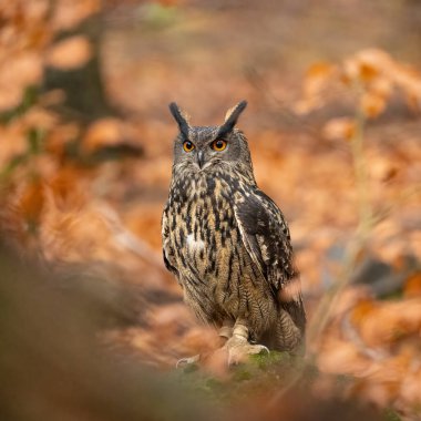 Bubo Bubo, Bohemian-Moravian Dağları 'nda. Yüksek kalite fotoğraf