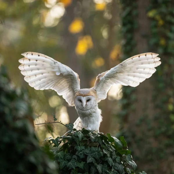 波希米亚 摩拉维亚高地Barn Owl的白色形态 开始拍高质量的照片 — 图库照片