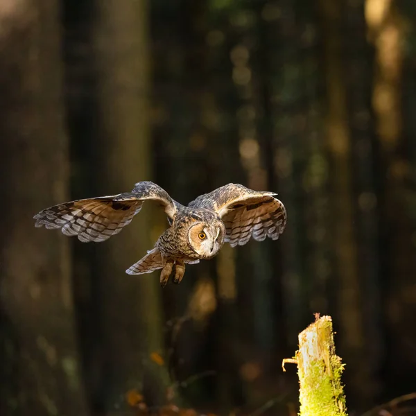 Long Eared Owl Asio Otus Bohemian Moravian Highlands High Quality — Stock Photo, Image