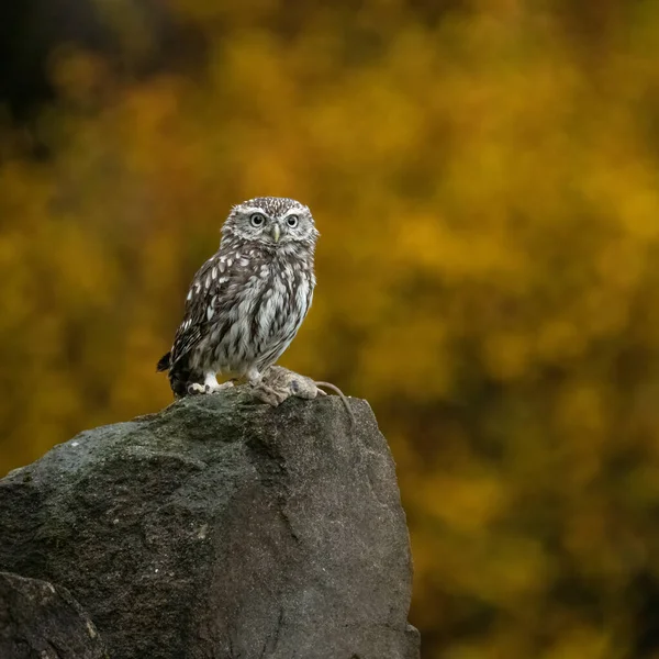 Little Owl Bohemian Moravian Highland Field High Quality Photo — Fotografia de Stock