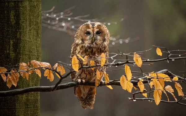 Tawny Owl Bohemian Moravian Highland Field Czech Republic High Quality — Stock Photo, Image