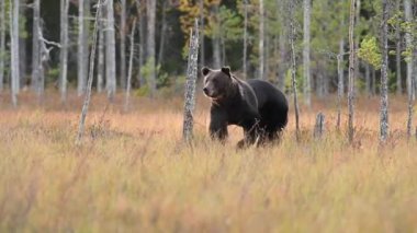 Finlandiya 'da vahşi yaşam. Etrafta dolaşan koca bir erkek. Orada 7 gece boyunca en iyi resmi ve filmi çekmeye çalıştım. Nikon Z9 kamerasını ve F 400 2.8 lensini kullandım. Yüksek kaliteli FullHD görüntüler