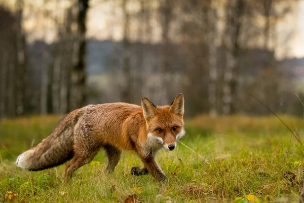 Fox Forest Bohemian Moravian Highland High Quality Photo — Stock Photo, Image