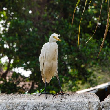 Heron duvarda. Central Sri Lanka 'da. Yüksek kalite fotoğraf