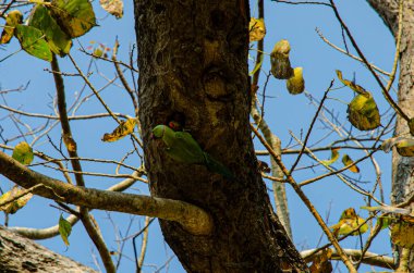 Yuvadaki papağanlar. Central Sri Lanka 'da. Yüksek kalite fotoğraf