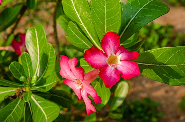 Bloeiende Bloemen Zijn Overal Sri Lanka Hoge Kwaliteit Foto — Stockfoto
