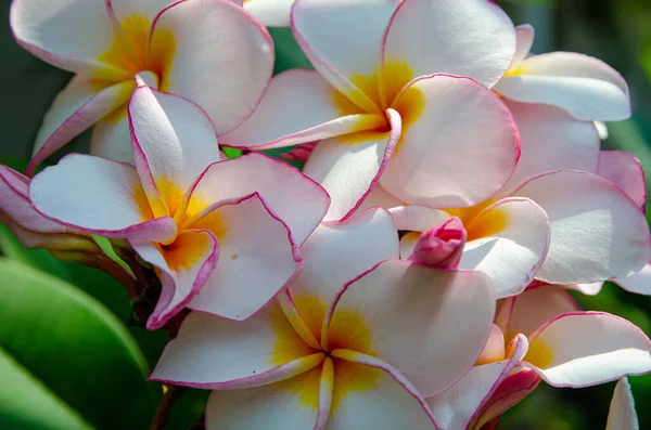 开花的花到处都是 斯里兰卡 高质量的照片 — 图库照片