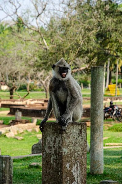 Mindenhol Majmok Voltak Közép Srí Lankán Kiváló Minőségű Fénykép — Stock Fotó