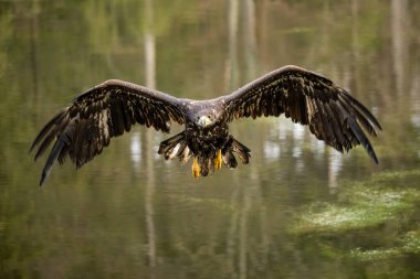 Bohem Moravya Dağları 'nda uçan Deniz Kartalı. Yüksek kalite fotoğraf