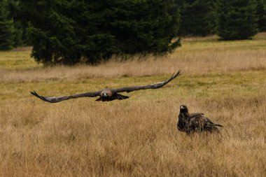 The Bohemian Moravian Highlands 'da bir çift Kartal. Yüksek kalite fotoğraf