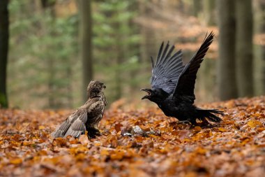 Yaşam ve ölüm için. Buzzard ve Raven, Bohemian Moravian Highlands 'ta dövüşüyor. Yüksek kalite fotoğraf