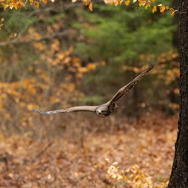 Ptak Drapieżny Latający Czeskich Morawach Wysokiej Jakości Zdjęcie — Zdjęcie stockowe