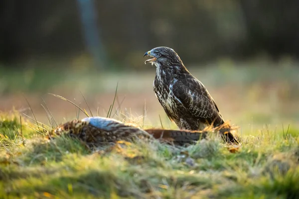 Bird of prey and his feed. The Bohemian Moravian Highlands. High quality photo