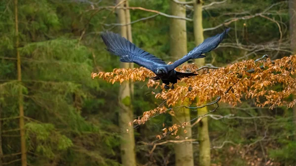 Raven flying in The Bohemian Moravian Highlands. High quality photo