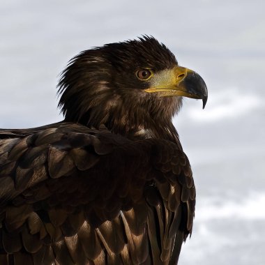 Golden Eagle in The Bohemian Moravian Highlands. High quality photo