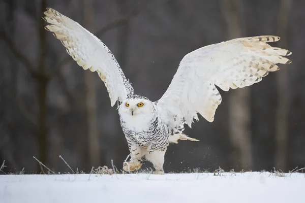 Snowy Owl on the snow. Bohemian Moravian Highland field. High quality photo