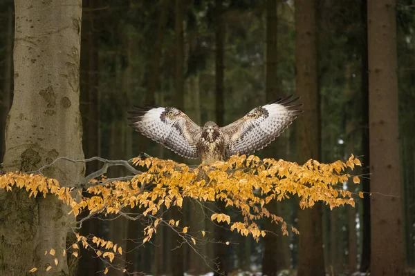 Buzzard Showing Wings Buteo Buteo Snowy Winter High Quality Photo — Stock Photo, Image