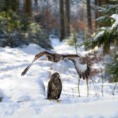 İki Şahin. Kışın Buteo Butteo. Yüksek kalite fotoğraf