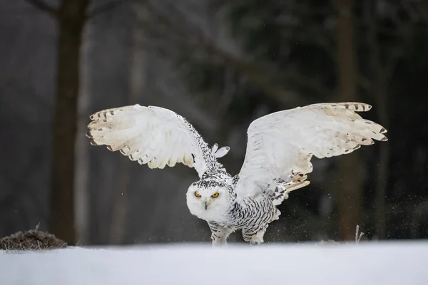 Snowy Owl Snow Bohemian Moravian Highland Field High Quality Photo — Stock Fotó