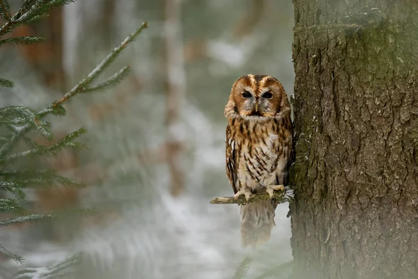 Tawny Owl Strix Aluco Bohemian Moravian Highland Czech Republic High — Stock Photo, Image