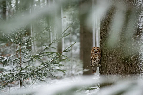 Tawny Owl Strix Aluco Bohemian Moravian Highland République Tchèque Photo — Photo
