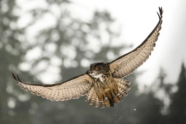 Golden Eagle Aquila Chrysaetos Voando Nas Terras Altas Morávia Boêmia — Fotografia de Stock