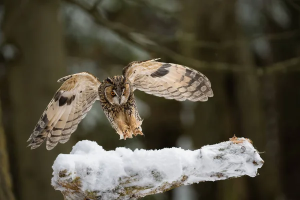 Long Eared Owl Asio Otus Landing Bohemian Moravian Highland High — Stock Photo, Image