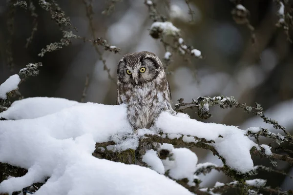 Boreal Owl Snowy Branch Aegolius Funereus Highlands Czech High Quality — Stock Photo, Image