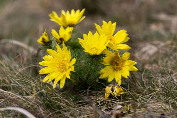 stock image  Adonis vernalis. Spring pea in a nature reserve. High quality photo