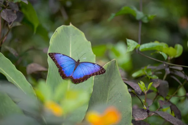Metallic Blue Morpho Butterfly Leaf Prague Botanical Garden Fata Morgana — Stok fotoğraf