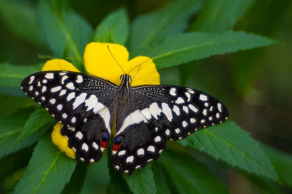 Papilio Demoleus Lente Vintage Trioplan 100 Foto Alta Qualidade — Fotografia de Stock