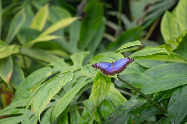 Металевий Метелик Blue Morpho Листочку Празького Ботанічного Саду Fata Morgana — стокове фото