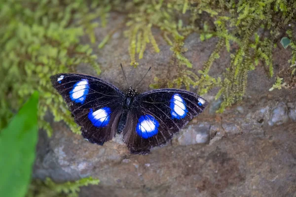 Метелик Блакитного Місяця Hypolimnas Bolina Празькому Ботанічному Саду Fata Morgana — стокове фото