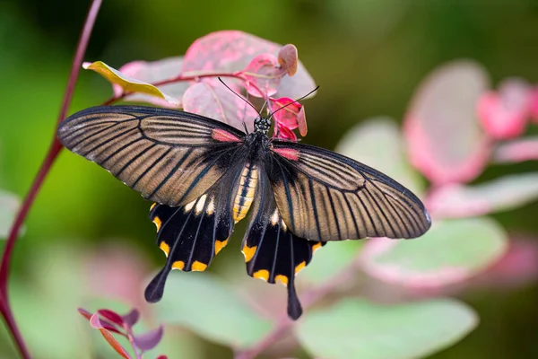 Papilio Memnon Great Mormon Butterfly Leaf Prague Botanical Garden Fata — стокове фото