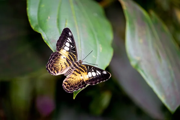 Parthenos Sylvia Clipper Butterfly Leaf Prague Botanical Garden Fata Morgana — стокове фото