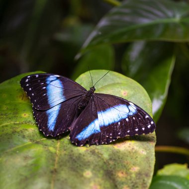 Yaprakta Morpho Achilles, Çek Botanik Bahçesi, Fata Morgana Serası.