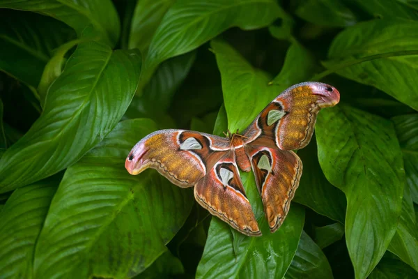 Один Найбільших Метеликів Світі Attacus Atlas Чеський Ботанічний Сад Fata — стокове фото