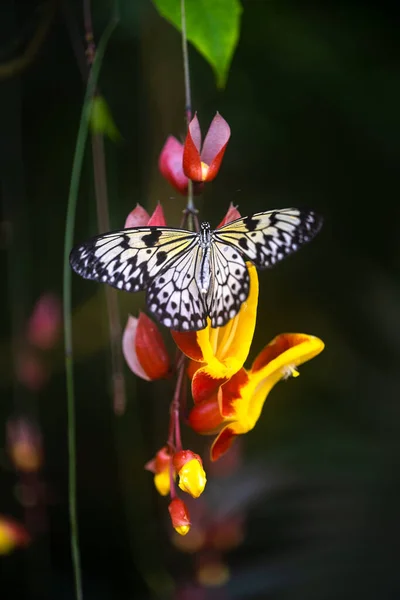 Idea Leuconoe Butterfly Lossom Czech Botanical Garden Фотографія Високої Якості — стокове фото