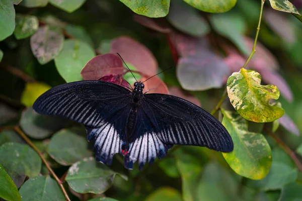 Papilio Memnon Tschechischer Botanischer Garten Gewächshaus Fata Morgana Hochwertiges Foto — Stockfoto