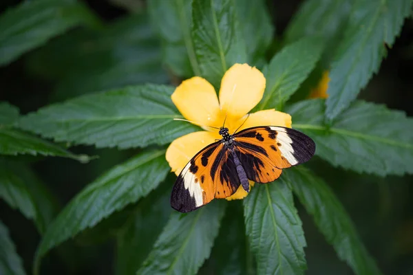Heliconius Pillangó Cseh Botanikus Kert Fata Morgana Üvegház Kiváló Minőségű — Stock Fotó