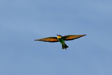 Avrupalı arı yiyici, Merops apiaster, yavruları beslemek için uçuyor. Yüksek kalite fotoğraf